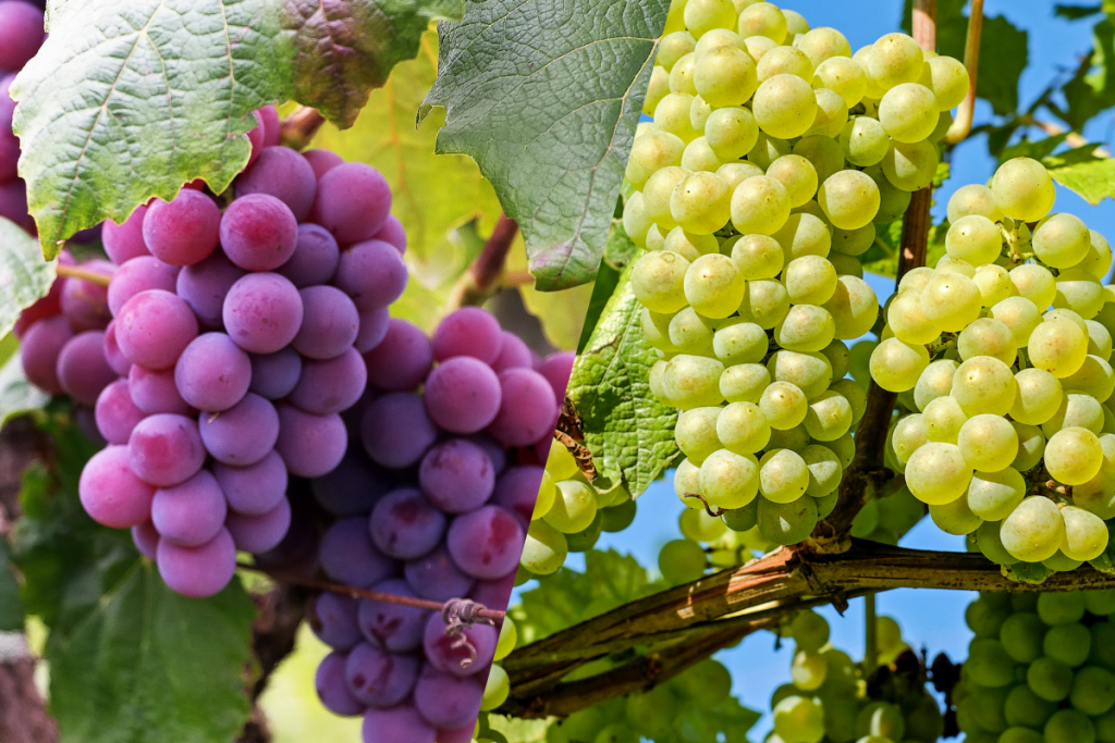 Grape Varieties Grown in the Turkish Republic of Northern Cyprus