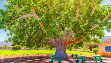 The Island's Oldest Tree